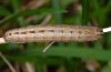 Thalpophila matura: Larva in penultimate instar [S]