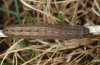 Thalpophila matura: Larva in March 2009, searched at night with a lamp soon after the snow had melted (eastern Swabian Alb, Southern Germany) [M]