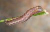 Thalpophila matura: Half-grown larva (eastern Swabian Alb, Southern Germany) [S]