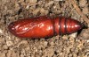 Thalpophila matura: Pupa (e.l. eastern Swabian Alb, S-Germany, larva in October 2013) [S]