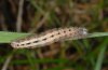 Thalpophila matura: Larva in last instar [S]