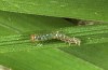 Thalpophila matura: L1 larva (e.o. Provence 2014) [S]