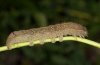 Mormo maura: L5-larva [S]