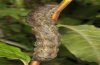 Mormo maura: L6-larva (last instar) [S]