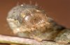 Mormo maura: L6-larva (last instar) [S]