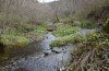 Mormo maura: Larval habitat at a stream near Schwäbisch Gmünd (November 2011) [N]