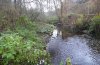 Mormo maura: Larval habitat at a stream near Schwäbisch Gmünd, S-Germany (late October 2011) [N]