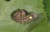 Acronicta megacephala: Half-grown larva (Northern Greece, May 2011) [S]