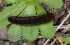 Xestia mejiasi: Larva in last instar (Virgen del Pino, La Palma, December 2012) [M]