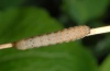 Xestia mejiasi: Half-grown larva (La Palma, Virgen del Pino, 900m above sea level, December 2012) [M]