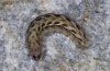 Hadula melanopa: Raupe (�tztal)