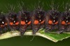 Acronicta menyanthidis: Raupe (Leutkirch, Ende September 2019) [S]