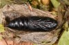 Acronicta menyanthidis: Pupa (S-Germany, Leutkirch, late September 2019) [S]