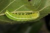 Lithophane merckii: Half-grown larva (W-Cyprus, early April 2018) [S]