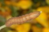 Agrochola meridionalis: Larva (e.l. rearing, Spain, Avila, Sierra de Gredos, larvae found in late April 2024) [S]