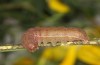 Agrochola meridionalis: Larva (e.l. rearing, Spain, Avila, Sierra de Gredos, larvae found in late April 2024) [S]