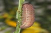 Agrochola meridionalis: Larva (e.l. rearing, Spain, Avila, Sierra de Gredos, larvae found in late April 2024) [S]