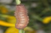 Agrochola meridionalis: Larva (e.l. rearing, Spain, Avila, Sierra de Gredos, larvae found in late April 2024) [S]