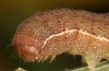Agrochola meridionalis: Larva (e.l. rearing, Spain, Avila, Sierra de Gredos, larvae found in late April 2024) [S]