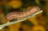 Agrochola meridionalis: Larva (e.l. rearing, Spain, Avila, Sierra de Gredos, larvae found in late April 2024) [S]