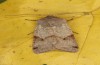 Agrochola meridionalis: Male (e.l. rearing, Spain, Avila, Sierra de Gredos, larvae found in late April 2024) [S]
