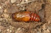 Agrochola meridionalis: Pupa (e.l. rearing, Spain, Avila, Sierra de Gredos, larvae found in late April 2024) [S]