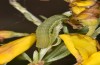 Agrochola meridionalis: Half-grown larva in the antepenultimate instar (Spain, Avila, Sierra de Gredos, larvae found in late April 2024) [M]