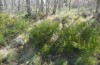 Agrochola meridionalis: Larval habitat (Spain, Avila, Sierra de Gredos, larvae found in late April 2024) [N]