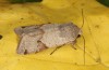 Agrochola meridionalis: Male (e.l. rearing, Spain, Avila, Sierra de Gredos, larvae found in late April 2024) [S]