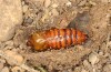 Agrochola meridionalis: Pupa (e.l. rearing, Spain, Avila, Sierra de Gredos, larvae found in late April 2024) [S]