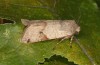 Agrochola meridionalis: Male (e.l. rearing, Spain, Avila, Sierra de Gredos, larvae found in late April 2024) [S]