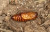 Agrochola meridionalis: Pupa (e.l. rearing, Spain, Avila, Sierra de Gredos, larvae found in late April 2024) [S]