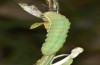 Agrochola meridionalis: Half-grown larva in the penultimate instar (Spain, Avila, Sierra de Gredos, larvae found in late April 2024) [S]
