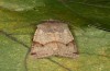Agrochola meridionalis: Male (e.l. rearing, Spain, Avila, Sierra de Gredos, larvae found in late April 2024) [S]