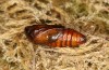 Agrochola meridionalis: Pupa with starting development of wing colour (e.l. rearing, Spain, Avila, Sierra de Gredos, larvae found in late April 2024) [S]