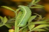 Agrochola meridionalis: Half-grown larva in the penultimate instar (Spain, Avila, Sierra de Gredos, larvae found in late April 2024) [S]
