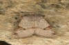 Agrochola meridionalis: Male (e.l. rearing, Spain, Avila, Sierra de Gredos, larvae found in late April 2024) [S]