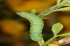Agrochola meridionalis: Half-grown larva in the penultimate instar (Spain, Avila, Sierra de Gredos, larvae found in late April 2024) [S]