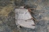 Agrochola meridionalis: Female (e.l. rearing, Spain, Avila, Sierra de Gredos, larvae found in late April 2024) [S]