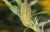 Agrochola meridionalis: Larva just in the final instar (e.l. rearing, Spain, Avila, Sierra de Gredos, larvae found in late April 2024) [S]