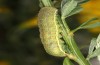 Agrochola meridionalis: Larva just in the final instar (e.l. rearing, Spain, Avila, Sierra de Gredos, larvae found in late April 2024) [S]