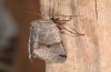 Agrochola meridionalis: Female (e.l. rearing, Spain, Avila, Sierra de Gredos, larvae found in late April 2024) [S]