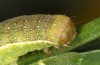 Agrochola meridionalis: Larva just in the final instar (e.l. rearing, Spain, Avila, Sierra de Gredos, larvae found in late April 2024) [S]