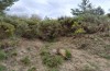 Agrochola meridionalis: Larval habitat (Spain, Avila, Sierra de Gredos, larvae found in late April 2024) [N]