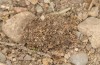 Agrochola meridionalis: Cocoon (e.l. rearing, Spain, Avila, Sierra de Gredos, larvae found in late April 2024) [S]