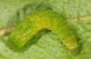 Phlogophora meticulosa: Larva (e.l. Saint Miguel 2013) [S]