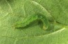 Phlogophora meticulosa: Half-grown larva (Azores, São Miguel, Lagoa das Furnas, November 2013) [M]