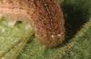 Phlogophora meticulosa: Raupe [S]