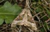 Phlogophora meticulosa: Falter