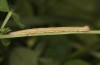 Euclidia mi: Half-grown larva (e.o. rearing, S-Germany, Kempter Wald, oviposition in 13. June 2021) [S]